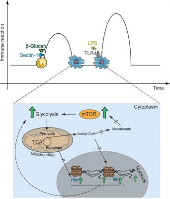 DAMPs and Innate Immune Training